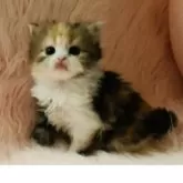 スコティッシュフォールド(立ち耳)【茨城県・女の子・2025年9月25日・キャリコ(三毛)🍬】の写真12