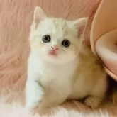 スコティッシュフォールド(立ち耳)【茨城県・男の子・2025年9月9日・クリームタビーホワイト🐣】の写真12