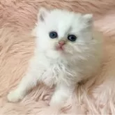 ブリティッシュロングヘア【茨城県・男の子・2026年2月1日・シルバーポイント】の写真13