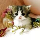 スコティッシュフォールド(立ち耳)【茨城県・男の子・2025年9月25日・ブラウンタビーホワイト🐬】の写真13