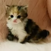 スコティッシュフォールド(立ち耳)【茨城県・女の子・2025年9月25日・キャリコ(三毛)🍬】の写真13