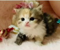 スコティッシュフォールド(立ち耳)【茨城県・女の子・2025年9月25日・キャリコ(三毛)🍬】の写真14