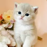 ブリティッシュショートヘア【茨城県・女の子・2025年12月20日・ライラックゴールデン】の写真14