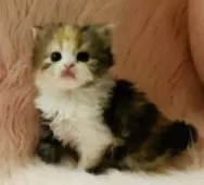 スコティッシュフォールド(立ち耳)【茨城県・女の子・2025年9月25日・キャリコ(三毛)🍬】の写真15