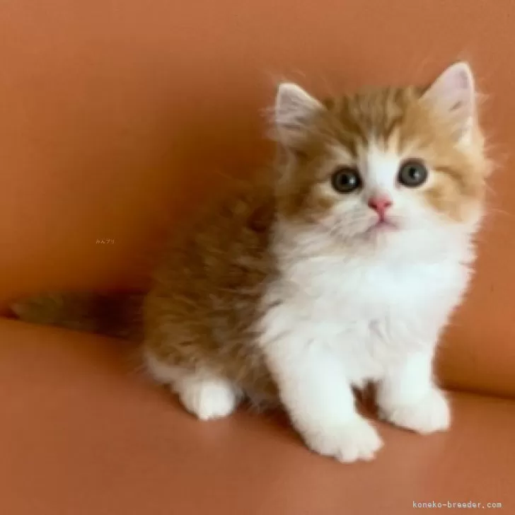 ID:2505-04006の子猫