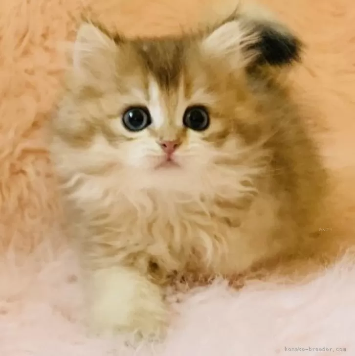 ID：2411-02662の子猫