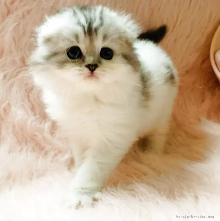 ID：2410-00862の子猫