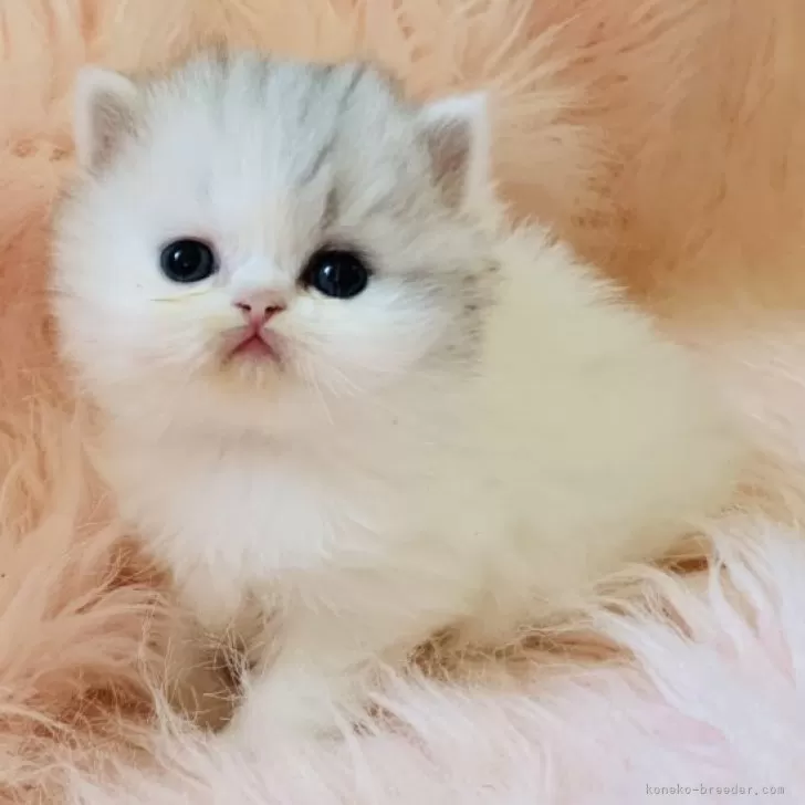 ID：2411-02778の子猫