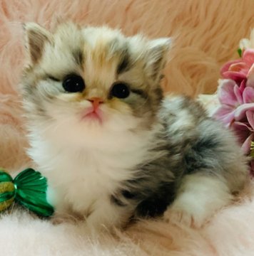 スコティッシュフォールド(立ち耳)【茨城県・女の子・2025年10月25日・ダイリュートキャリコ（セミロングヘアー🐣）】の写真「両親ダブルグランドチャンピオン🏆抱っこ大好き」