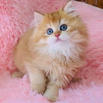 ブリティッシュロングヘア【茨城県・男の子・2025年3月12日・ゴールデン（ロングヘアー）】の写真「両親グランドチャンピォン。抱っこ大好き甘えっ子王子」