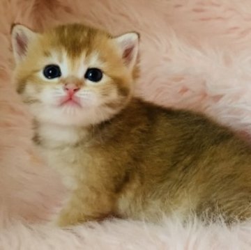 ブリティッシュショートヘア【茨城県・男の子・2025年3月12日・ゴールデン（ショートヘアー🌸）】の写真「両親ダブルグランドチャンピオン🏆ゴロゴロ甘えっ子」