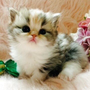 スコティッシュフォールド(立ち耳)【茨城県・女の子・2025年10月25日・ダイリュートキャリコ（セミロングヘアー🐣）】の写真「両親ダブルグランドチャンピオン🏆抱っこ大好き」