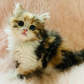 スコティッシュフォールド(立ち耳)【茨城県・女の子・2025年9月25日・キャリコ（セミロングヘアー）】の写真「両親ダブルグランドチャンピオン🏆抱っこ大好き💕」