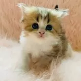 スコティッシュフォールド(立ち耳)