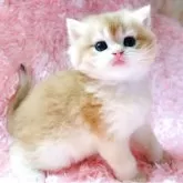 ブリティッシュショートヘア