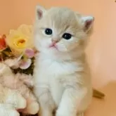 ブリティッシュショートヘア