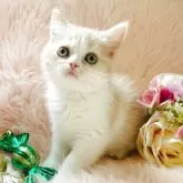 スコティッシュフォールド(立ち耳)【茨城県・男の子・2025年9月9日・クリームタビーホワイト🐣】の写真1