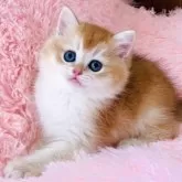ブリティッシュショートヘア