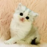 スコティッシュフォールド(立ち耳)