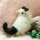 スコティッシュフォールド(立ち耳)【茨城県・男の子・2025年9月25日・ブラックホワイトバン🐣】の写真2