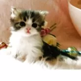 スコティッシュフォールド(立ち耳)【茨城県・男の子・2025年9月25日・ブラウンタビーホワイト🐬】の写真2