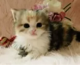 スコティッシュフォールド(立ち耳)【茨城県・女の子・2025年9月25日・キャリコ(三毛)🍬】の写真2