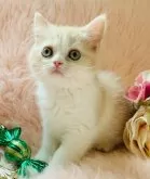 スコティッシュフォールド(立ち耳)【茨城県・男の子・2025年9月9日・クリームタビーホワイト🐣】の写真2