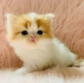 スコティッシュフォールド(立ち耳)【茨城県・男の子・2025年8月27日・レッドタビーホワイト】の写真3