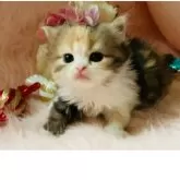 スコティッシュフォールド(立ち耳)【茨城県・女の子・2025年9月25日・キャリコ(三毛)🍬】の写真3