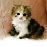 スコティッシュフォールド(立ち耳)【茨城県・女の子・2025年9月25日・キャリコ(三毛)🍬】の写真4