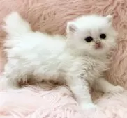 ブリティッシュロングヘア【茨城県・男の子・2026年2月1日・シルバーポイント】の写真6