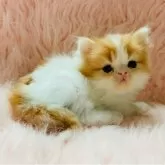スコティッシュフォールド(立ち耳)【茨城県・男の子・2025年8月27日・レッドタビーホワイト】の写真7