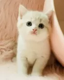 スコティッシュフォールド(立ち耳)【茨城県・男の子・2025年9月9日・クリームタビーホワイト】の写真8