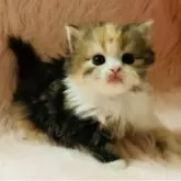 スコティッシュフォールド(立ち耳)【茨城県・女の子・2025年9月25日・キャリコ(三毛)🍬】の写真9