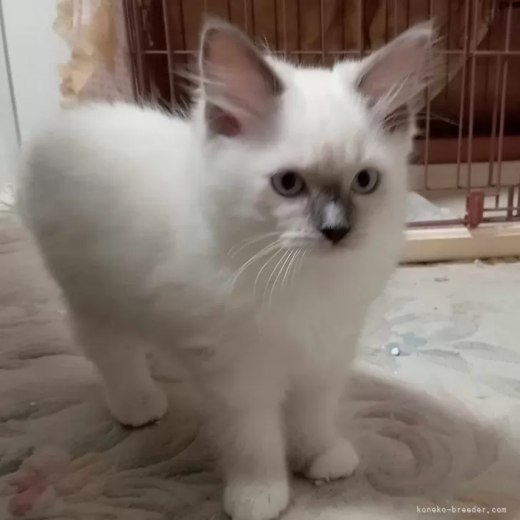 はなちゃん 様のお迎えした子猫