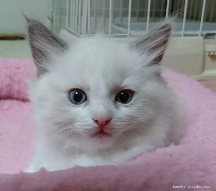 ID：1610-00582の子猫