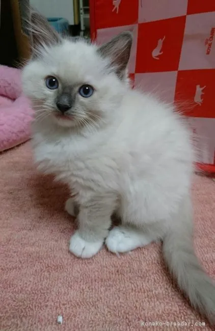 ID:1610-00588の子猫