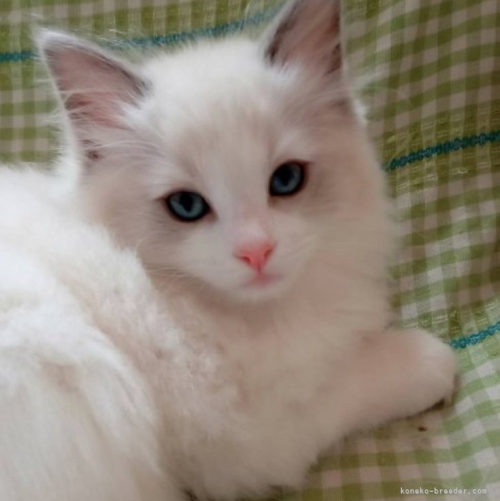 M.K 様のお迎えした子猫