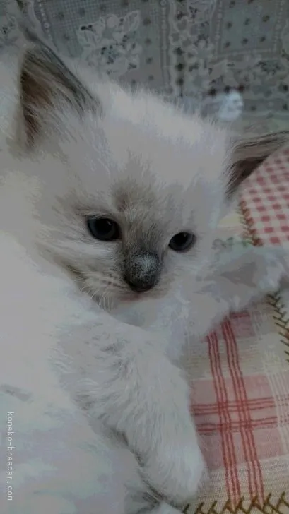 トモ 様のお迎えした子猫
