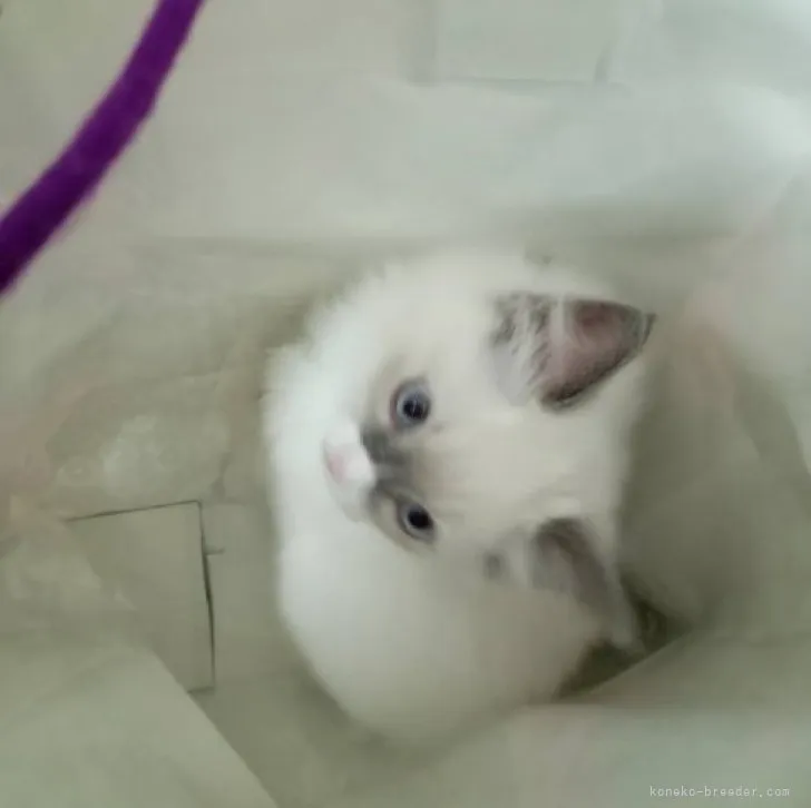 ID：2305-00601の子猫