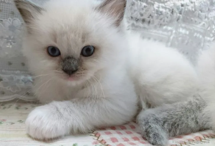 cherie 様のお迎えした子猫
