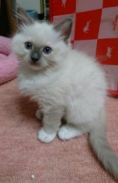 ラグドール【北海道・女の子・2016年8月23日・ブルーポイントミテッド】の写真「とっても愛嬌たっぷり、かわいすぎです。」