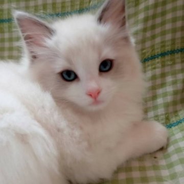 ラグドール【北海道・女の子・2023年3月6日・ブルーポイントバイカラー】の写真「とても綺麗でおとなしい女の子」
