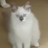 ラグドール