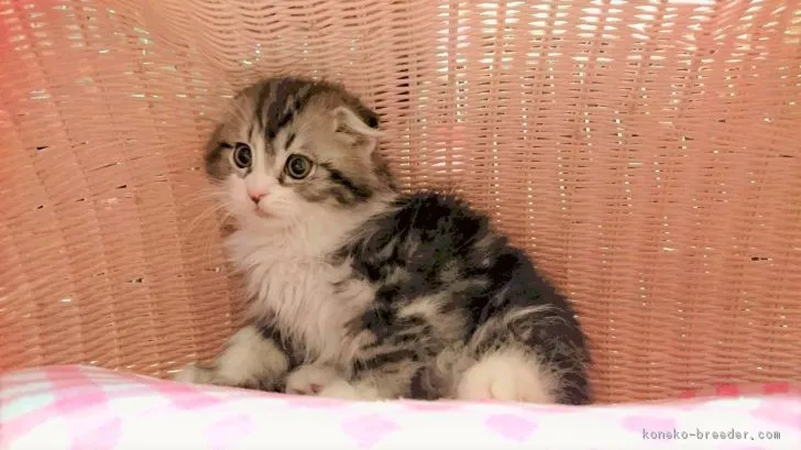 みー 様のお迎えした子猫