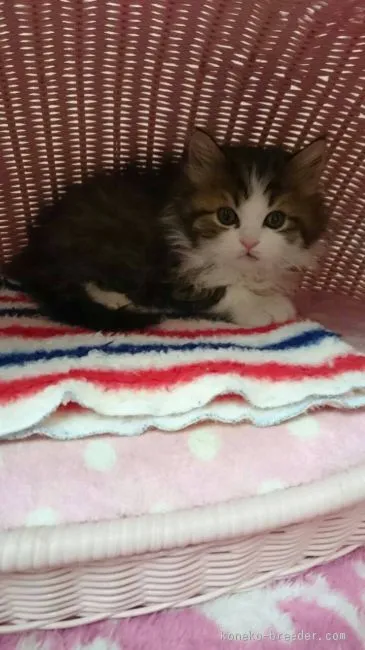 ID：1512-00369の子猫