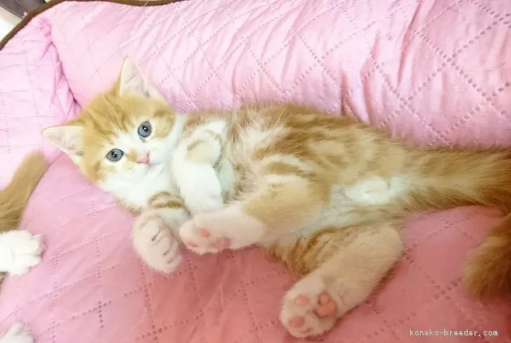 ID：1803-01414の子猫