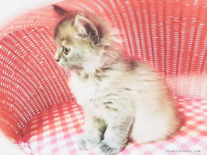 ID：1906-00950の子猫