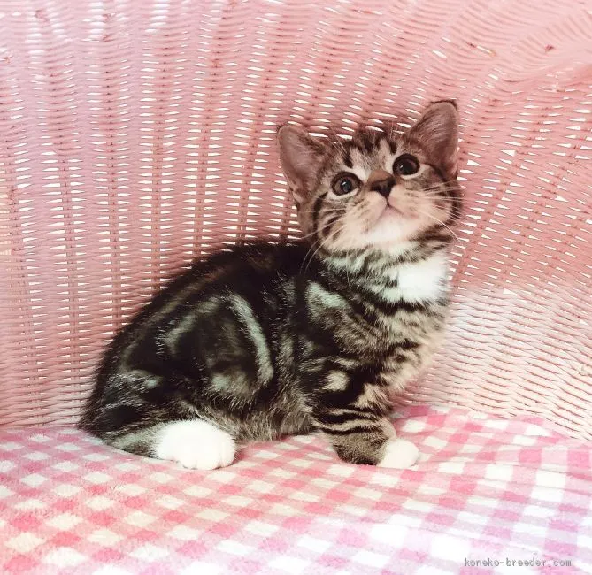 ID：1908-00761の子猫