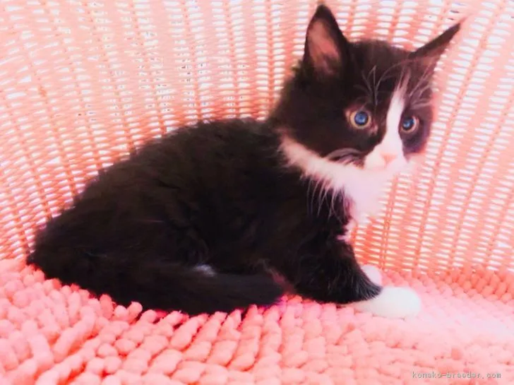 ID：1804-00471の子猫